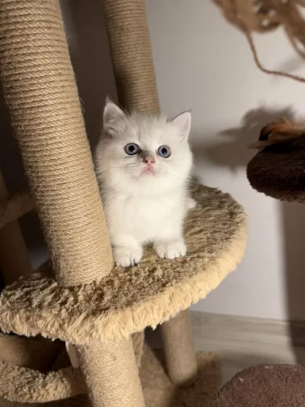 British Shorthair Golden Point Dişi Erkek Bebeklerim