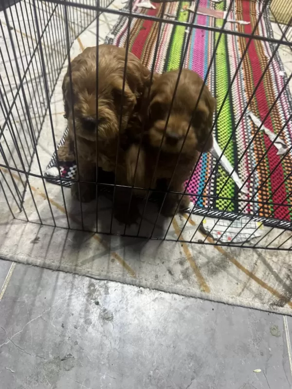 A Kalite Dişi Erkek Toy Poodle Aşıları Tam