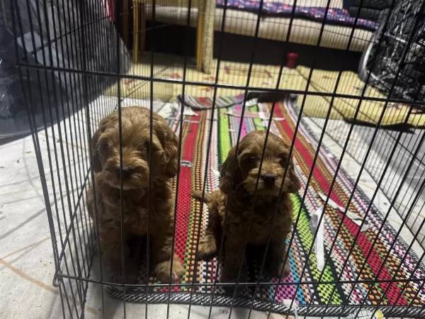 A Kalite Dişi Erkek Toy Poodle Aşıları Tam