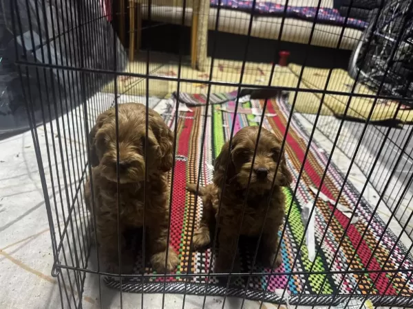 A Kalite Dişi Erkek Toy Poodle Aşıları Tam