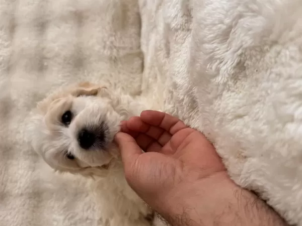 Maltipoo Bebeklerimiz