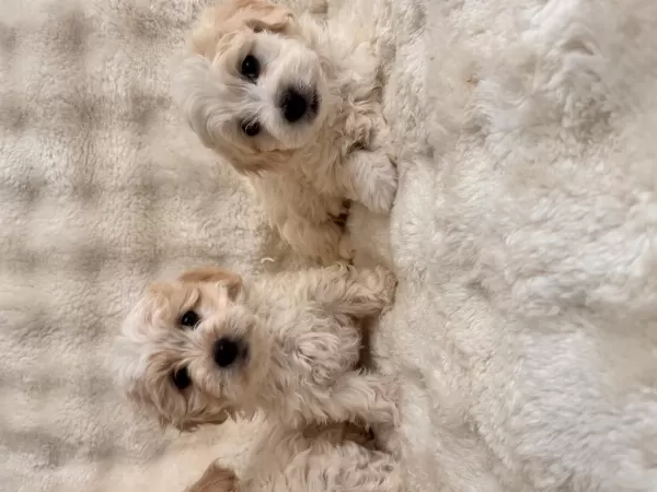 Maltipoo Bebeklerimiz