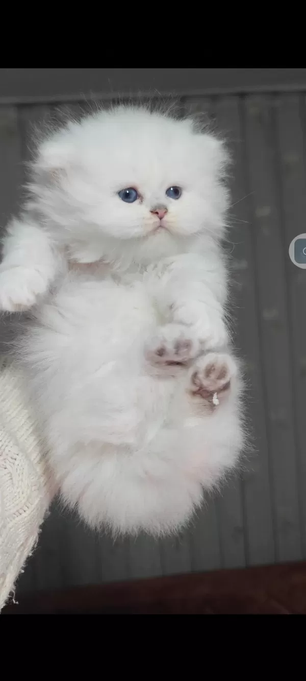 British Longhair Kedisi