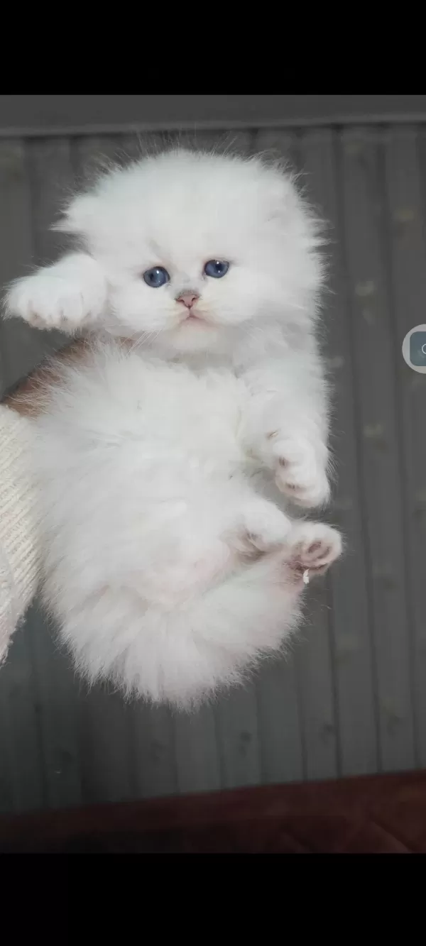 British Longhair Kedisi