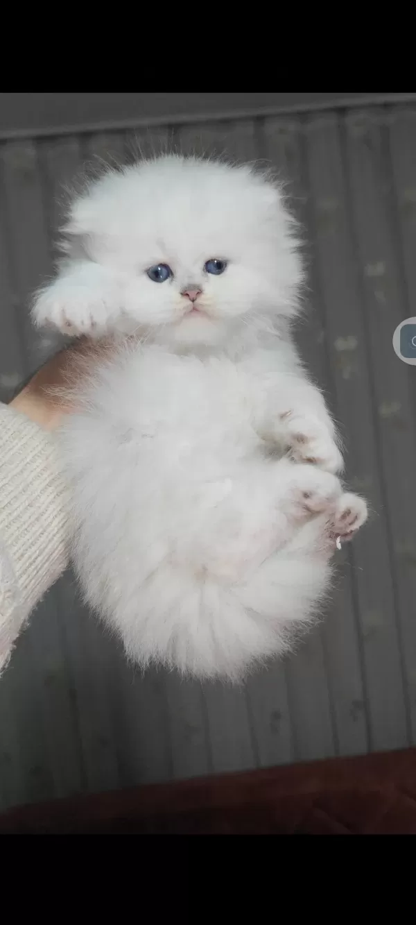 British Longhair Kedisi