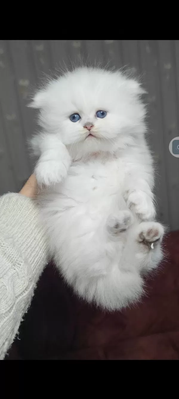 British Longhair Kedisi