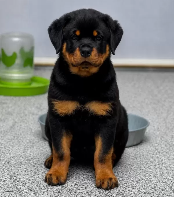 Ev Ve Bahçeniz İçin Rottweiler Kapıda Ödeme Mevcuttur