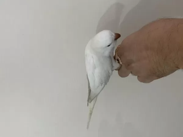 5 Aylık Kırmızı Gözlü Full Evcil Monk Papağanı
