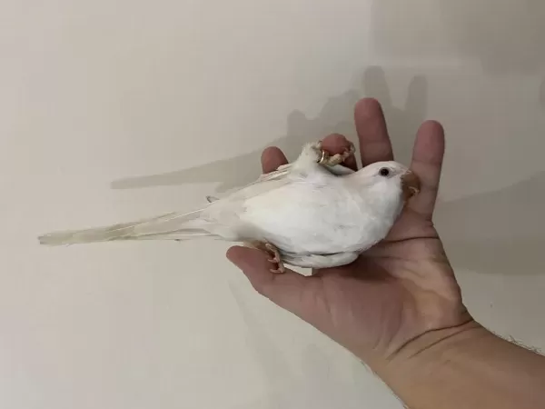 5 Aylık Kırmızı Gözlü Full Evcil Monk Papağanı