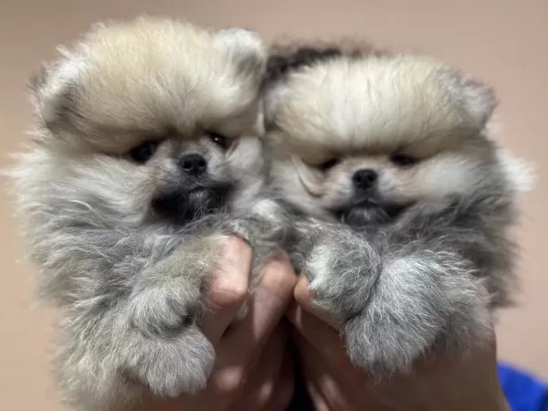Petmode Köpek Çiftliğinde Ziyarete Açık Pomeranian