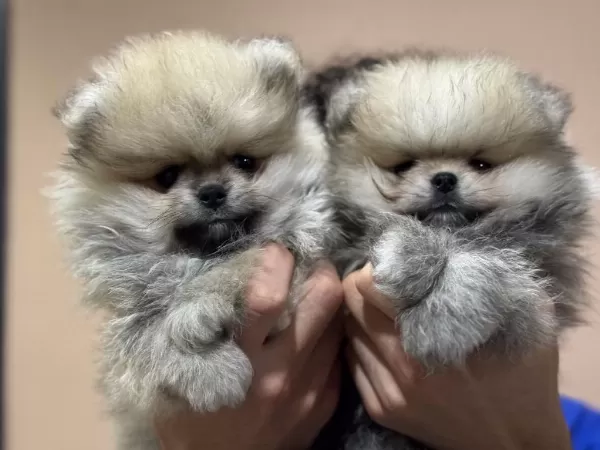Petmode Köpek Çiftliğinde Ziyarete Açık Pomeranian