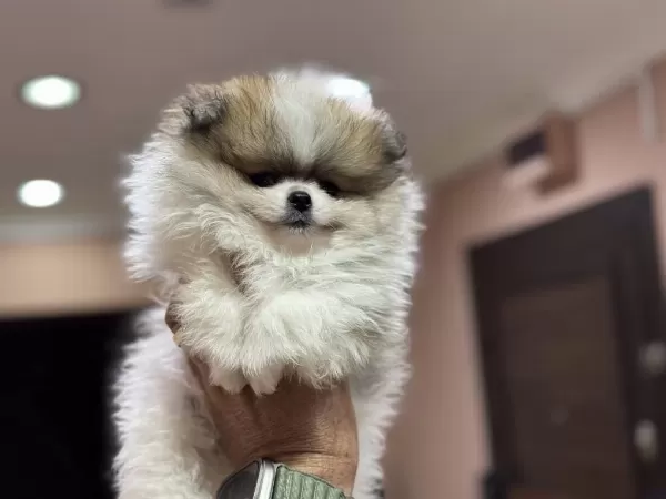 Petmode Köpek Çiftliğinde Ziyarete Açık Pomeranian