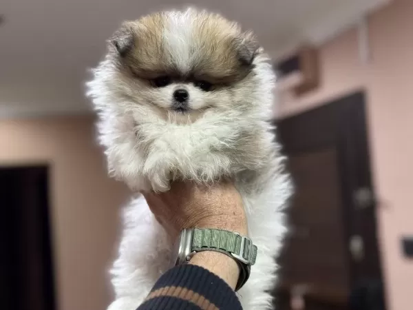 Petmode Köpek Çiftliğinde Ziyarete Açık Pomeranian
