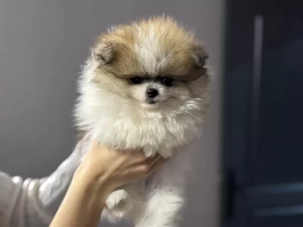 Petmode Köpek Çiftliğinde Ziyarete Açık Pomeranian