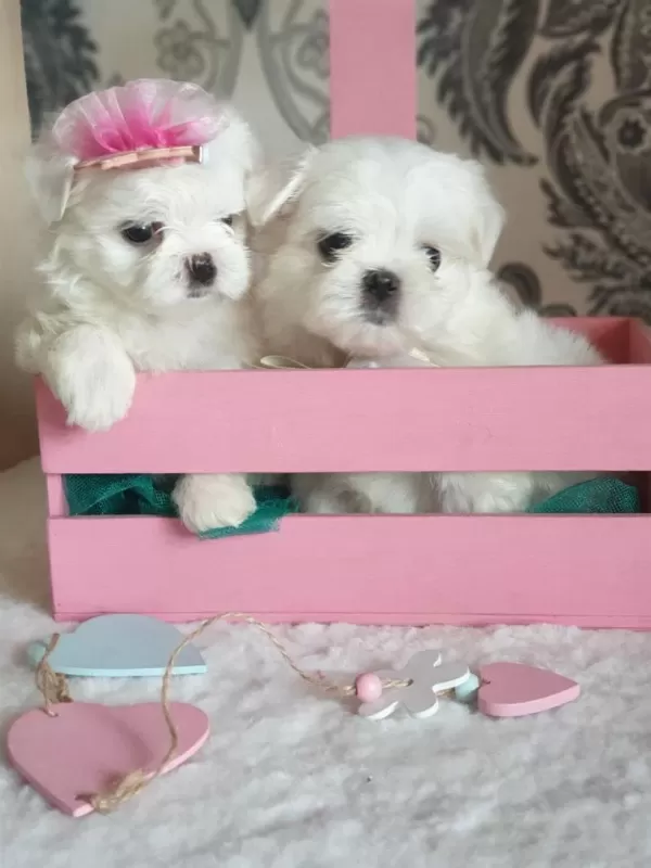 Petmode Köpek Çiftliğinde Kore Kan Maltese