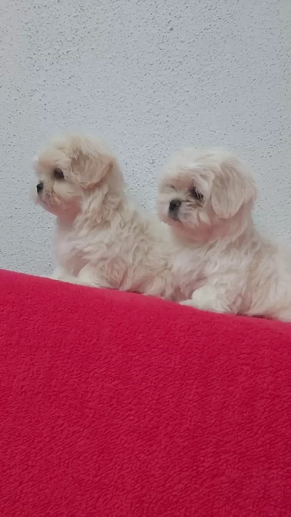 Petmode Köpek Çiftliğinde Kore Kan Maltese