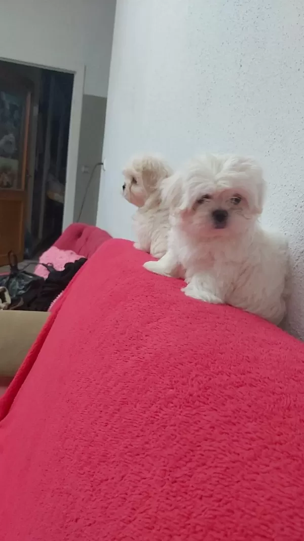Petmode Köpek Çiftliğinde Kore Kan Maltese