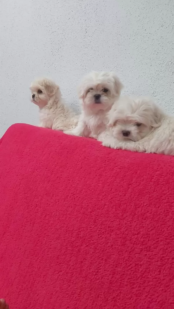 Petmode Köpek Çiftliğinde Kore Kan Maltese