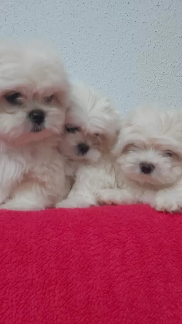 Petmode Köpek Çiftliğinde Kore Kan Maltese