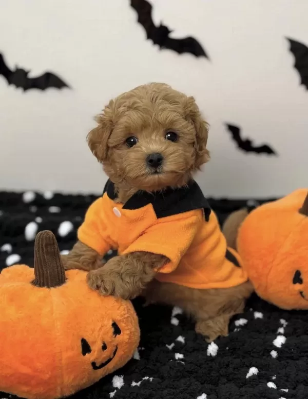 Kore Suratli Maltipoo Yavrular