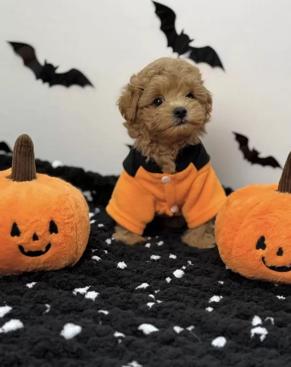 Kore Suratli Maltipoo Yavrular