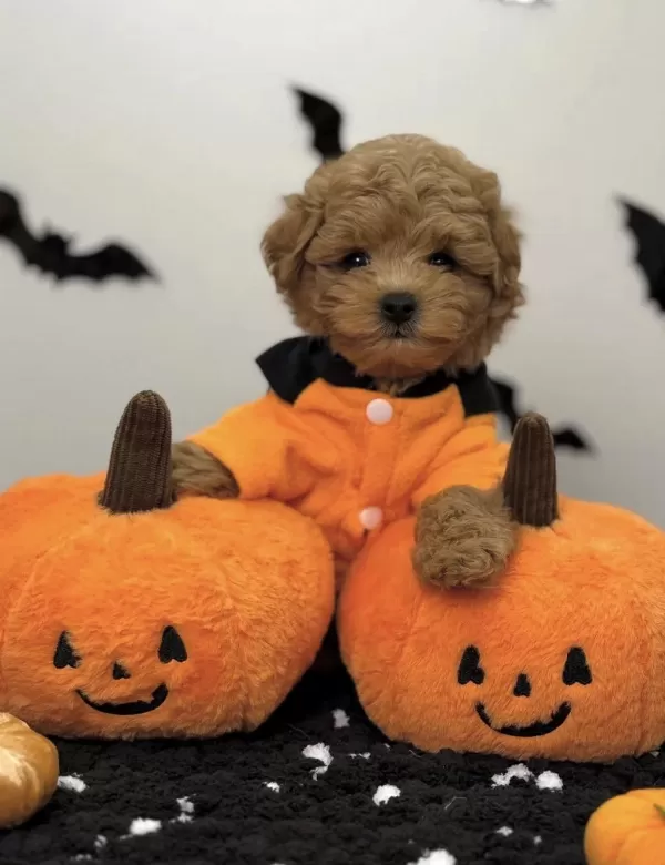 Kore Suratli Maltipoo Yavrular