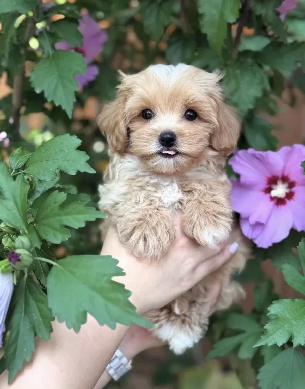 Safkan Maltipoo Bebeklerim