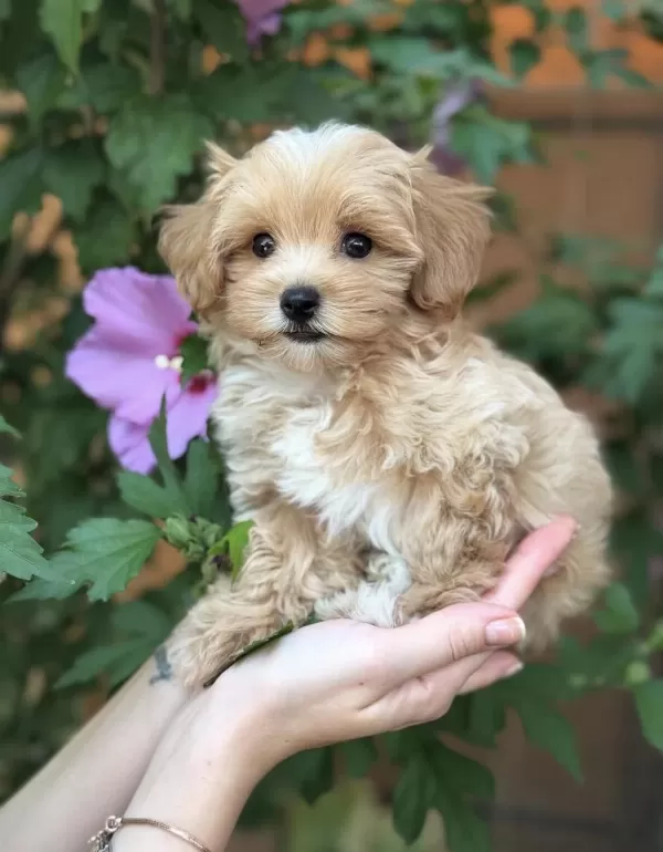Safkan Maltipoo Bebeklerim