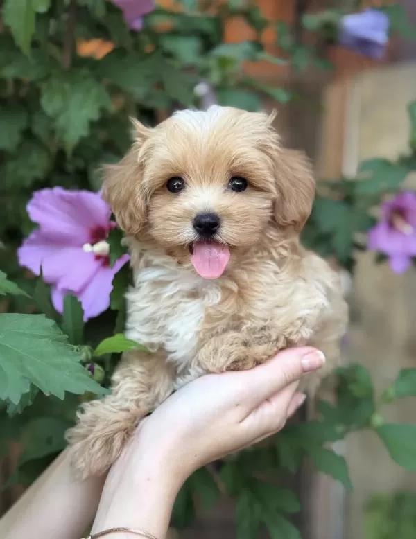 Safkan Maltipoo Bebeklerim