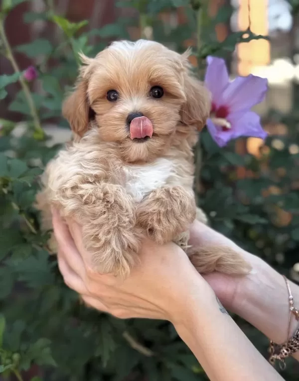 Safkan Maltipoo Bebeklerim