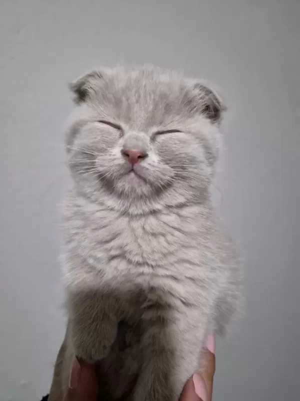 Scottish Fold Lilac Fawn