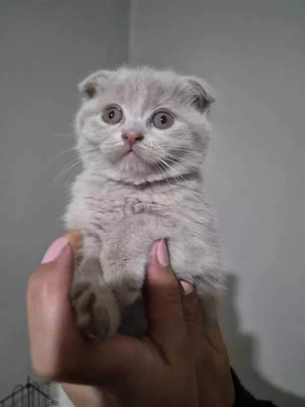 Scottish Fold Lilac Fawn