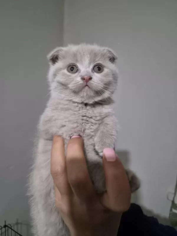 Scottish Fold Lilac Fawn