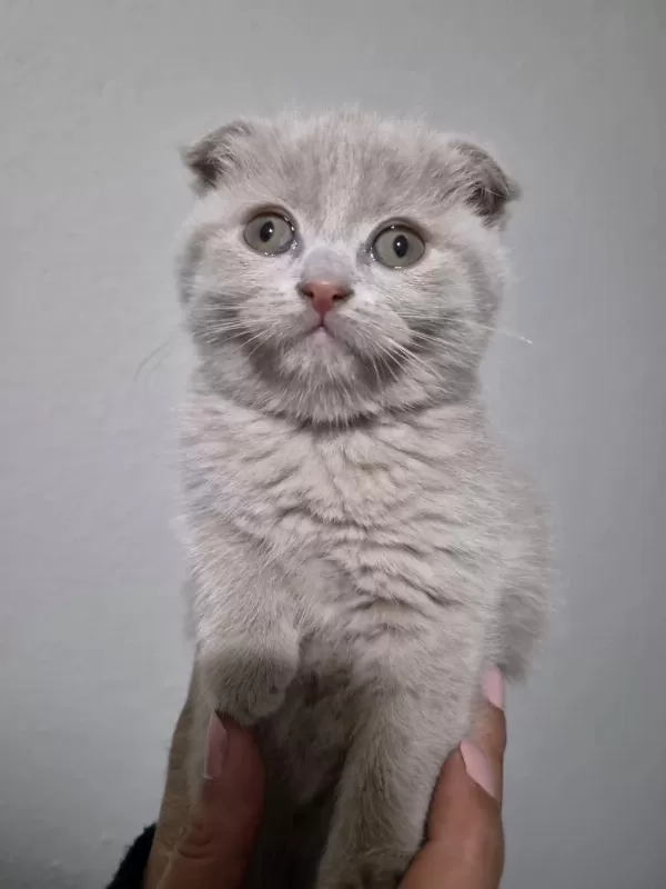 Scottish Fold Lilac Fawn