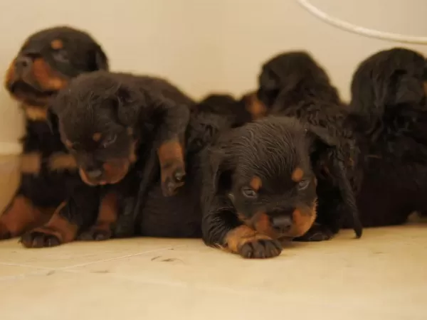 Show Kalite İri Kafa İri Gövde Rottweiler Yavrulari Sinirli