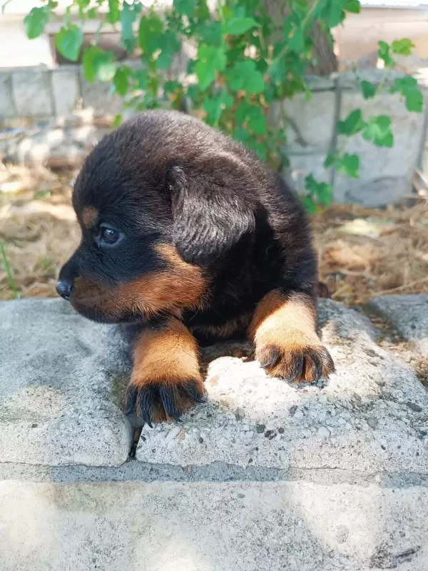 Show Kalite İri Kafa İri Gövde Rottweiler Yavrulari Sinirli