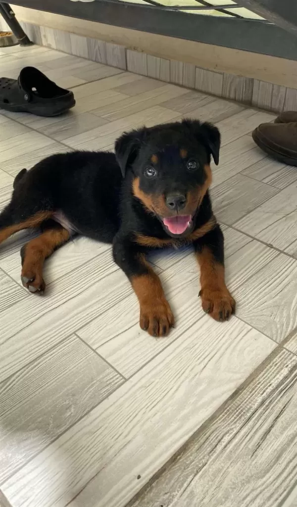 Show Kalite İri Kafa İri Gövde Rottweiler Yavrulari Sinirli