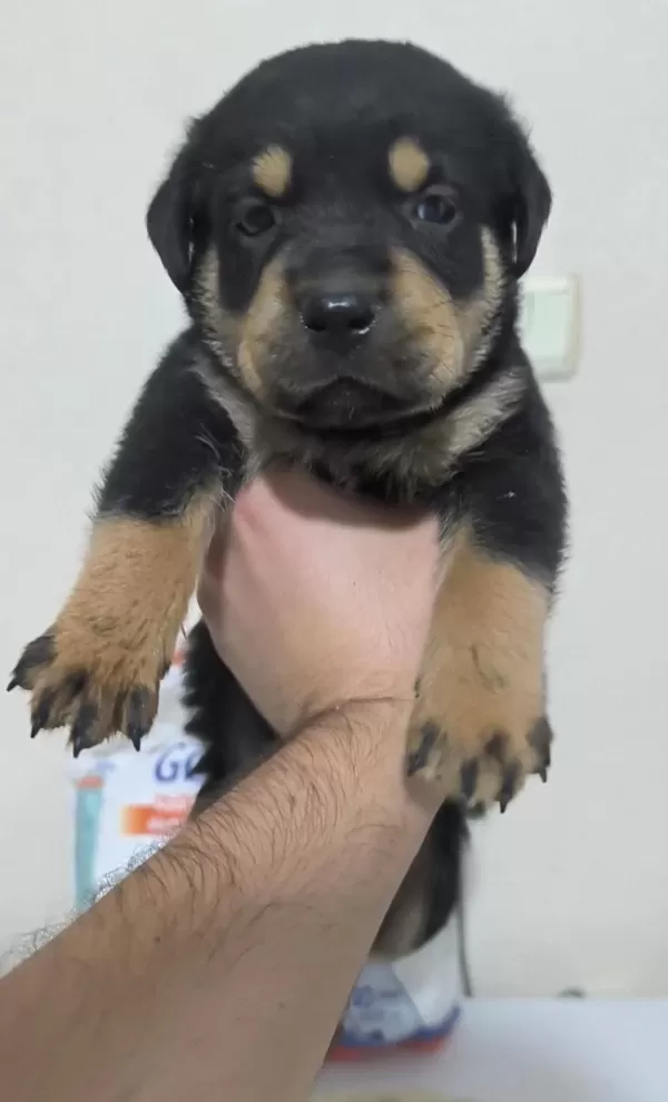 Show Kalite İri Kafa İri Gövde Rottweiler Yavrulari Sinirli