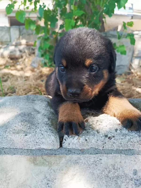 Show Kalite İri Kafa İri Gövde Rottweiler Yavrulari Sinirli