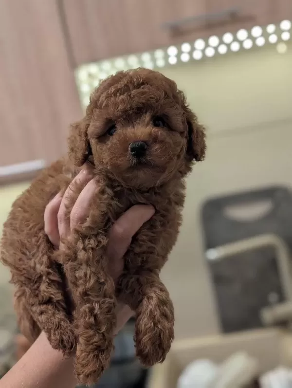 Toy Poodle Kg Garantili Dişi