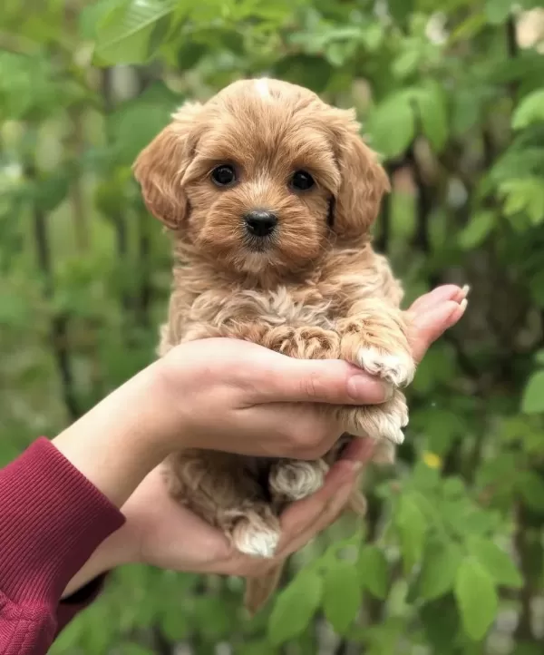 Şeker Maltipoo Yavrularimiz