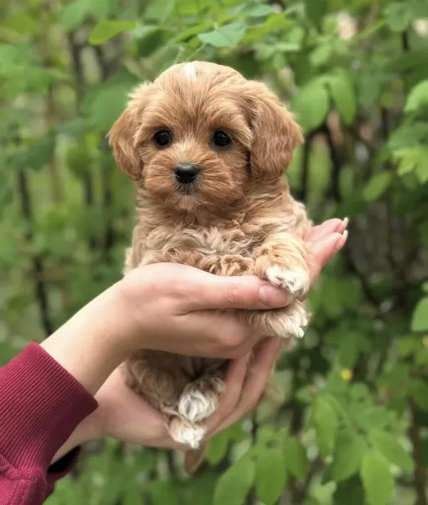Şeker Maltipoo Yavrularimiz