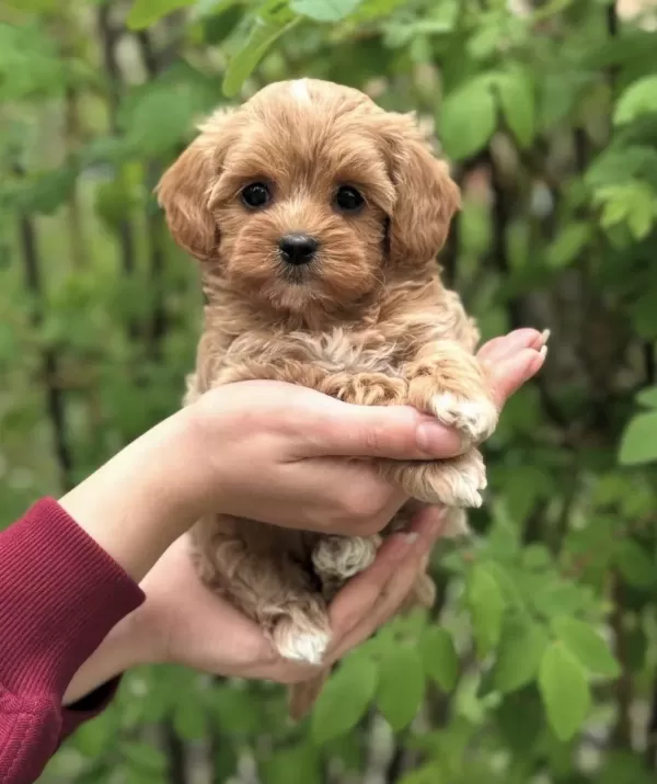Şeker Maltipoo Yavrularimiz