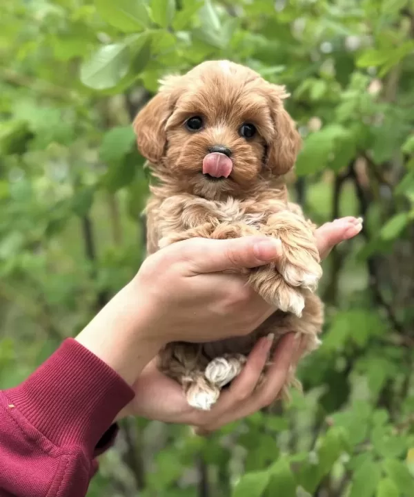 Şeker Maltipoo Yavrularimiz