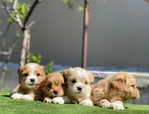 Ankarada Wc Eğitimli Maltipoo Yavrularımız
