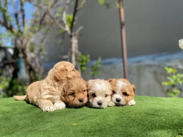 Ankarada Wc Eğitimli Maltipoo Yavrularımız