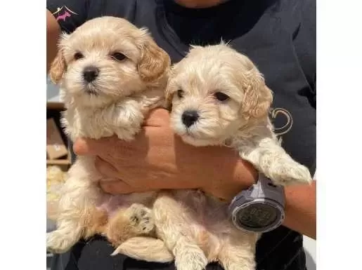 Ankarada Wc Eğitimli Maltipoo Yavrularımız