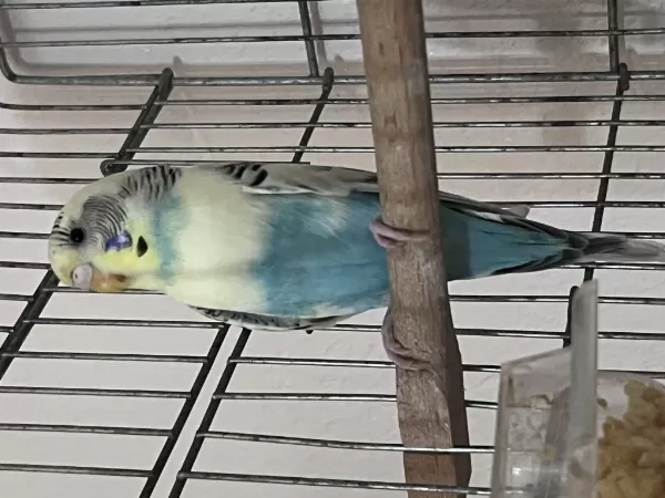 Güzel Muhabbet Kuşlarımız