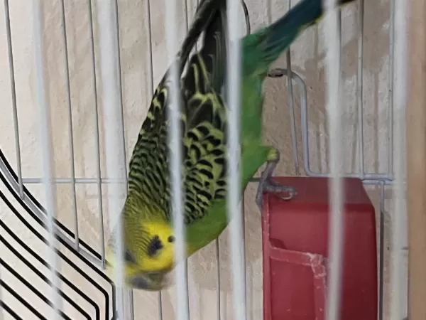 Güzel Muhabbet Kuşlarımız