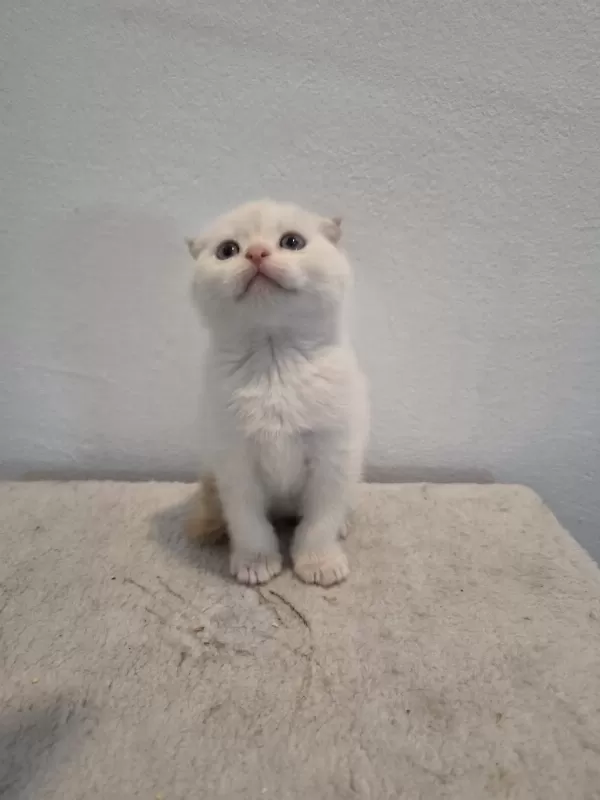 Kendi Scottish Fold Bebeğimiz